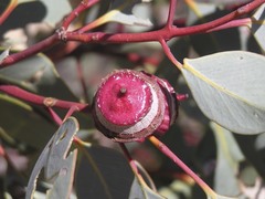Eucalyptus pachyphylla