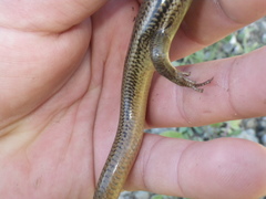 Plestiodon gilberti