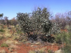 Eucalyptus pachyphylla