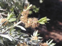 Melaleuca lasiandra
