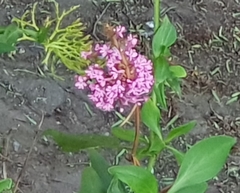 Centranthus