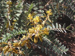 Senna notabilis