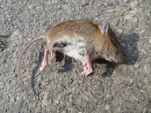 Apodemus argenteus