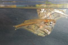 Carnegiella strigata