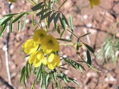 Senna glutinosa