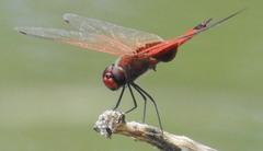 Tramea stenoloba