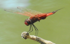 Tramea stenoloba