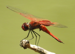 Tramea stenoloba