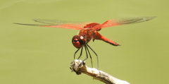 Tramea stenoloba