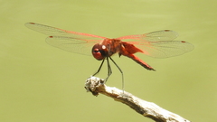 Tramea stenoloba