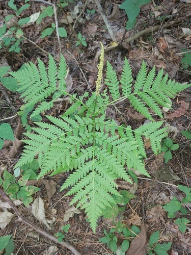 Botrychium strictum iNat (2)