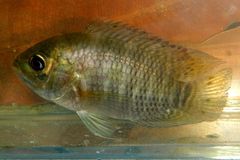 Cichlasoma bimaculatum