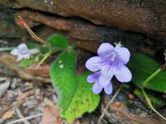 Streptocarpus cyaneus
