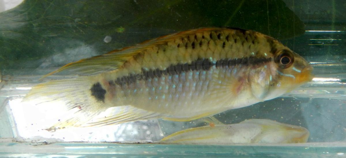 Apisto steindachneri