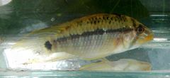 Apistogramma steindachneri
