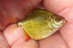 Paramyloplus ternetzi