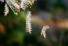 Thaumetopoea pityocampa