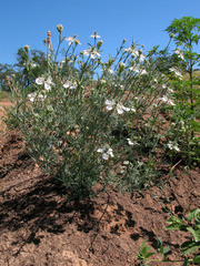 Nigella arvensis