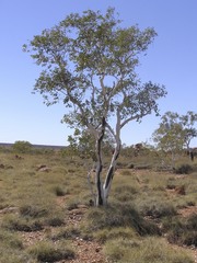 Eucalyptus leucophloia