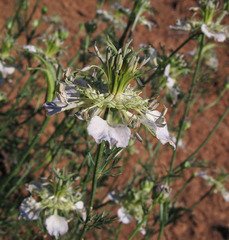 Nigella arvensis