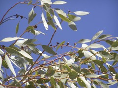 Eucalyptus leucophloia