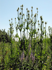 Dipsacus laciniatus