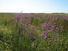 Lythrum virgatum