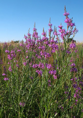 Lythrum virgatum