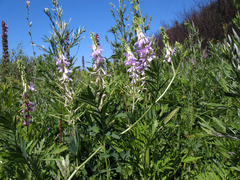 Galega officinalis