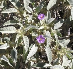 Solanum cleistogamum