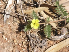 Tribulus eichlerianus
