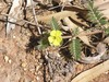 Tribulus eichlerianus - Photo (c) Ian McMaster, some rights reserved (CC BY-NC), uploaded by Ian McMaster