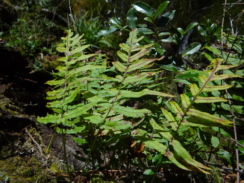 Goniophlebium mengtzeense