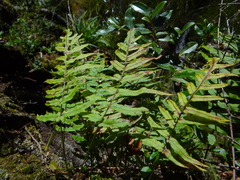 Goniophlebium mengtzeense