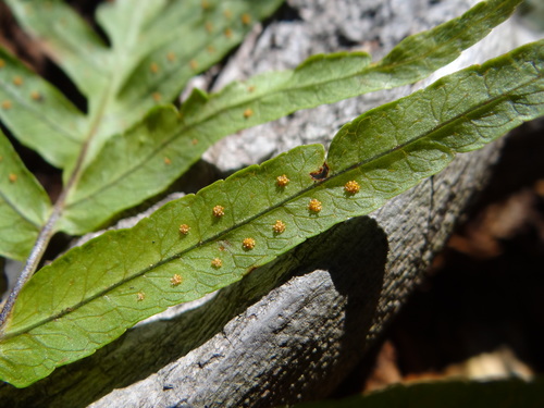 Goniophlebium mengtzeense, photograph 2