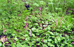 Pyrola asarifolia incarnata