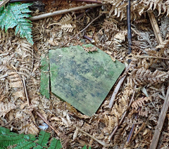 Pterodroma axillaris