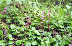 Pyrola asarifolia incarnata