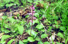 Pyrola asarifolia incarnata