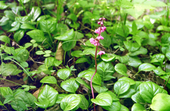 Pyrola asarifolia incarnata
