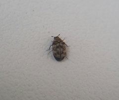 Anthrenus verbasci