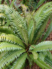 Blechnum durum
