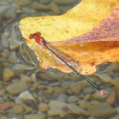 Pseudagrion pilidorsum declaratum
