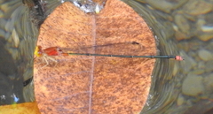 Pseudagrion pilidorsum declaratum