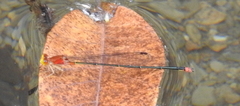 Pseudagrion pilidorsum declaratum