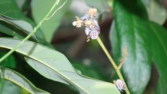 Tessaratoma papillosa