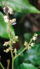 Tessaratoma papillosa