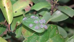 Tessaratoma papillosa