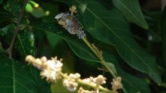 Tessaratoma papillosa