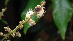 Tessaratoma papillosa